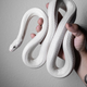 Illustration for article titled Bought a Snake